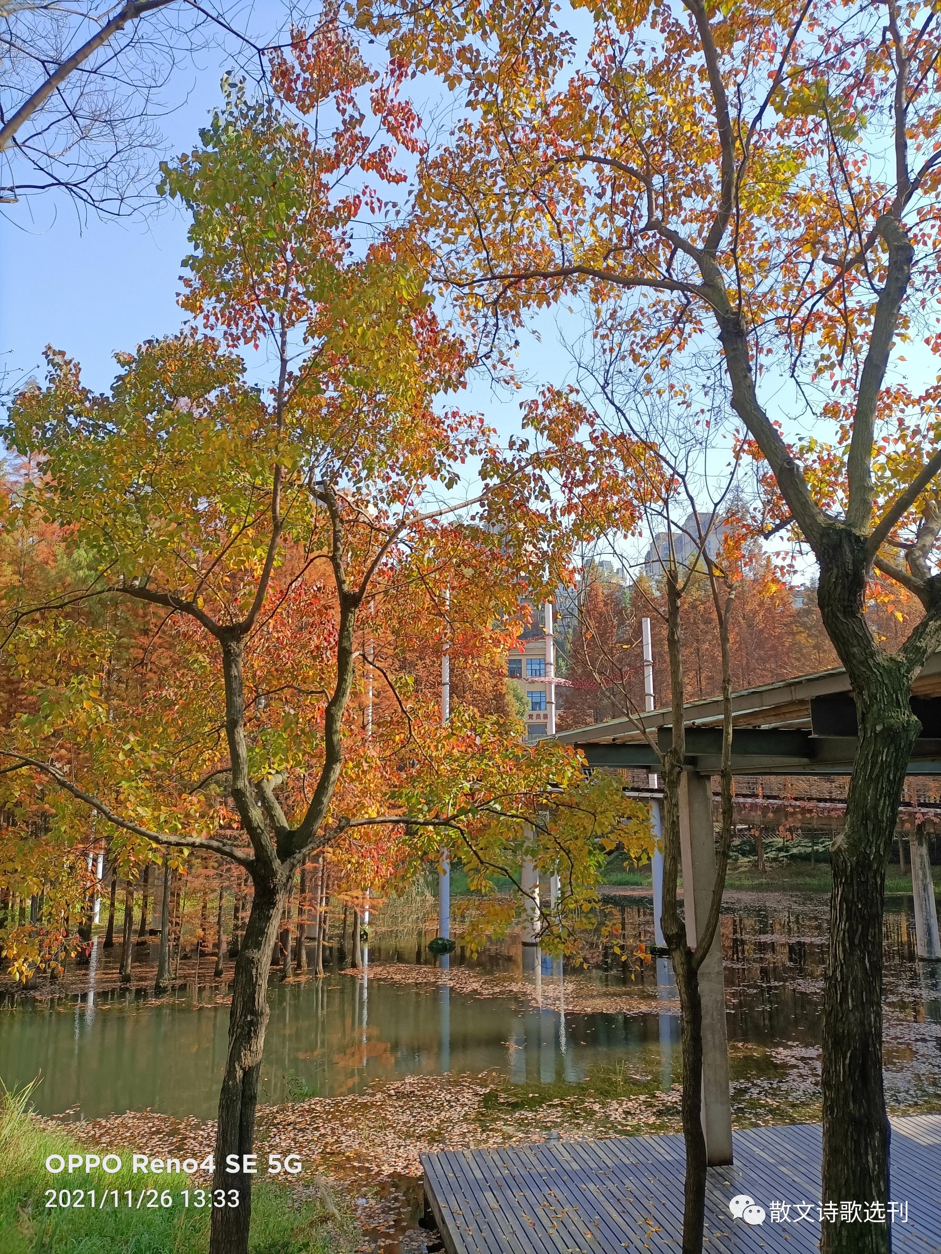 冬日絮语，漫谈自媒体达人及网红现象