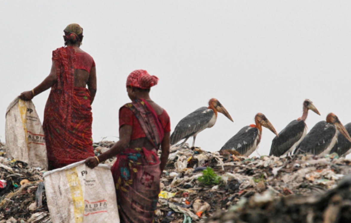 一亩等于几个篮球场(印度“垃圾山”：有比人高的巨鸟，人们宁愿捡垃圾也不吃它)