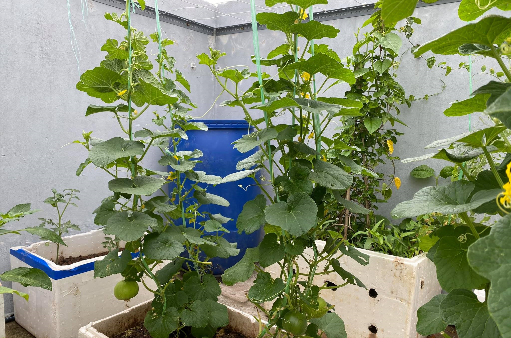 女厂长利用100平方米露台，投资3000块钱，种植了各种干净蔬菜