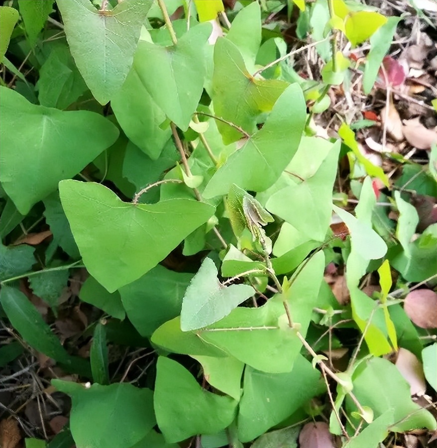 蛇不見草藥圖片(俗稱) - 赤虎壹號