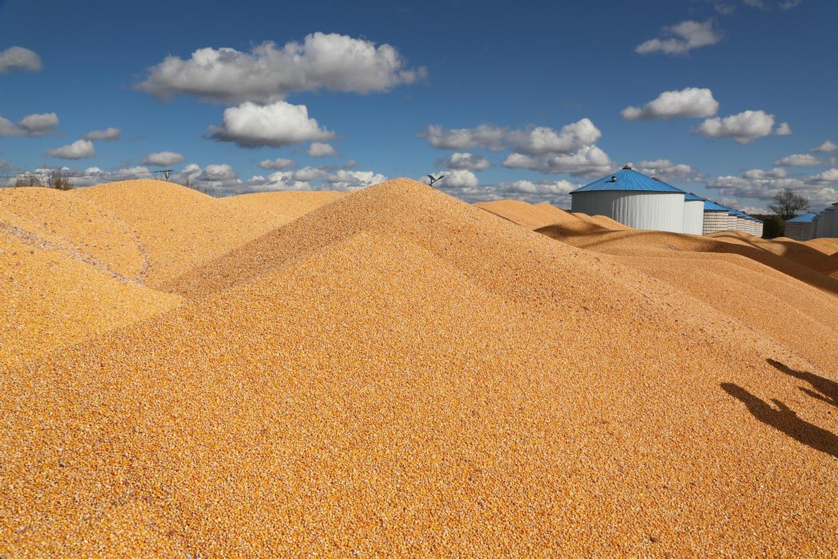 黑龙江红光农场有限公司抓机遇 谋合作 粮食统营赢来好"钱"景
