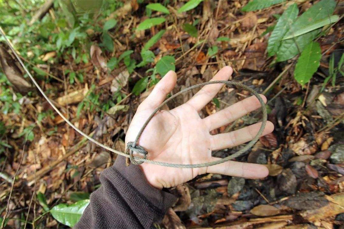 真正虎爪一颗多少钱(东北虎) - 价格百科