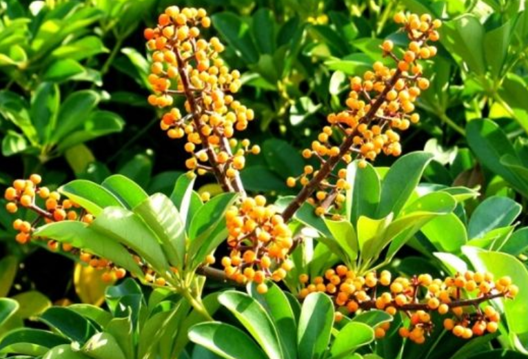 金钱花图片(7种) - 赤虎壹号