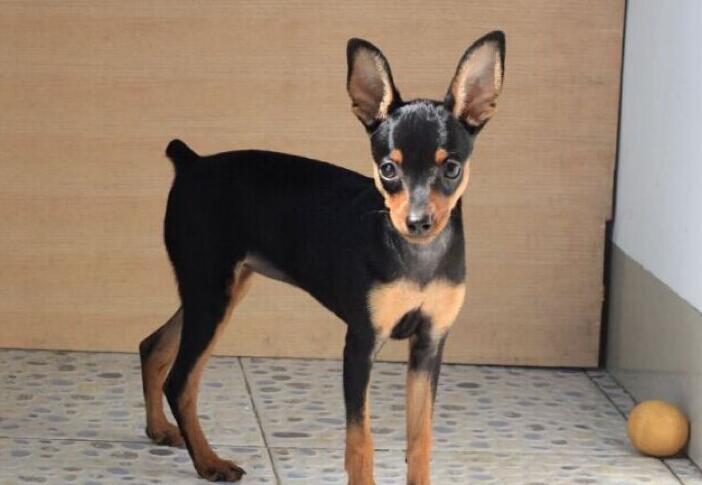 鹿犬图片(长相可爱) - 赤虎壹号