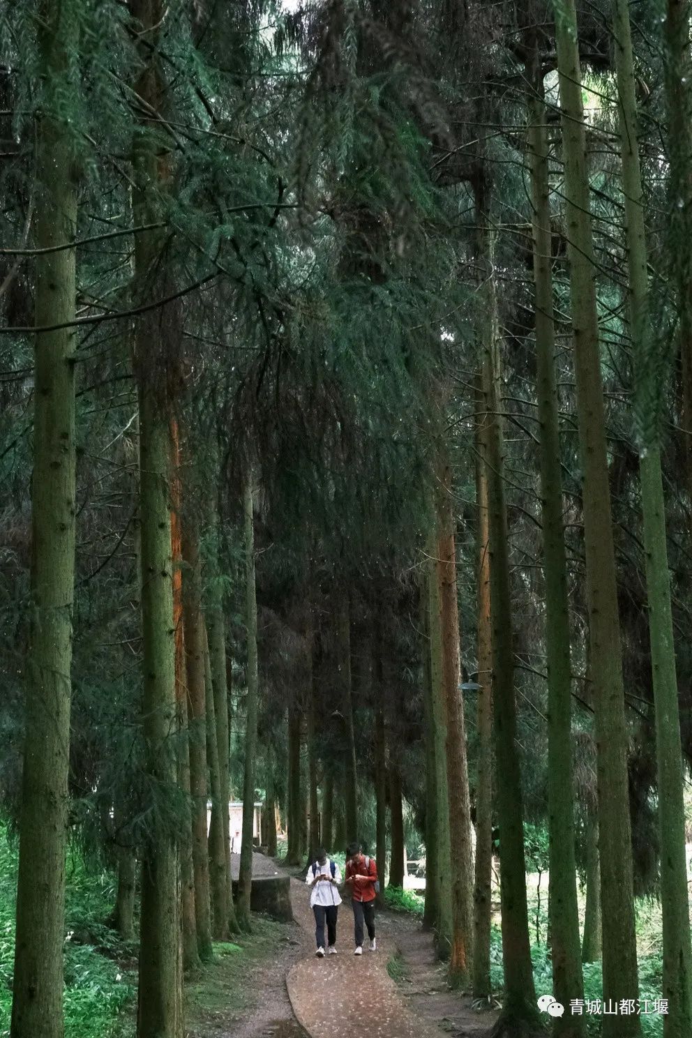 都江堰的六月！烟雨入古堰，山水云雾起......成都出发1h抵达的23℃避暑胜地！这个夏天一定要这样玩～