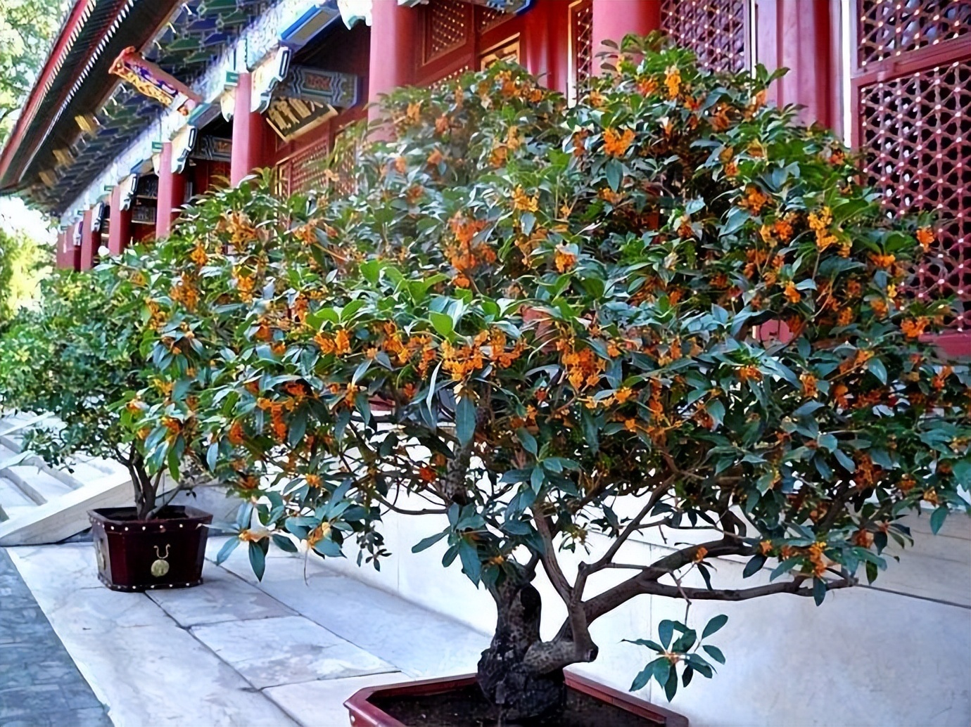 门前适合栽什么树旺家(门前最好栽什么树) - 泉兴百科