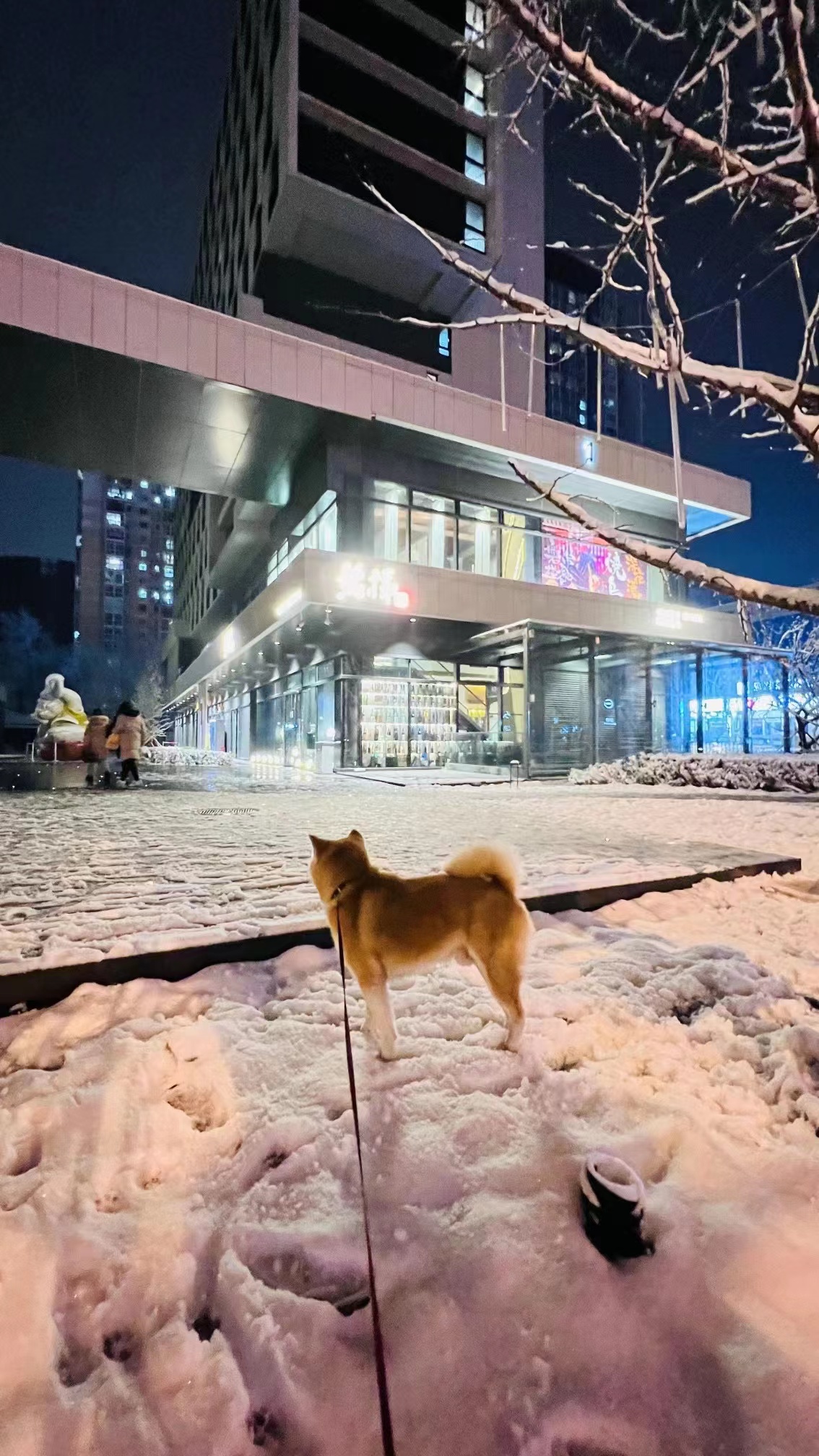 专属于春雪的浪漫，当三月的北京遇见飘雪，有种转瞬即逝的美