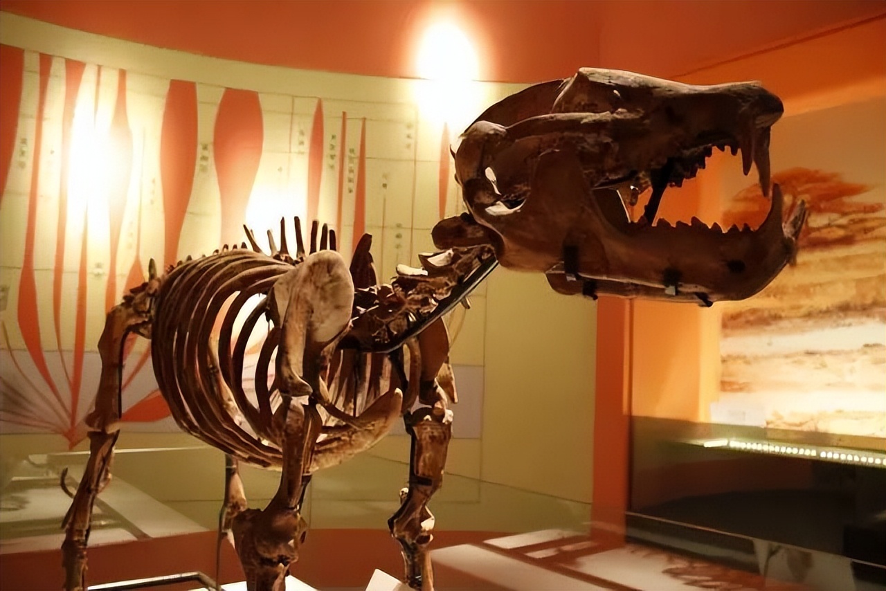 火上央视！这些“国宝级”文物就藏在陕西这所大学，世界罕见