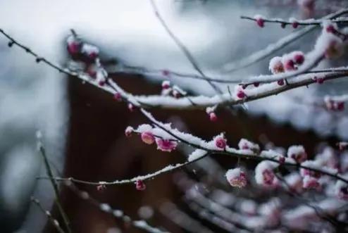 七绝·岁末杂感 (四首)