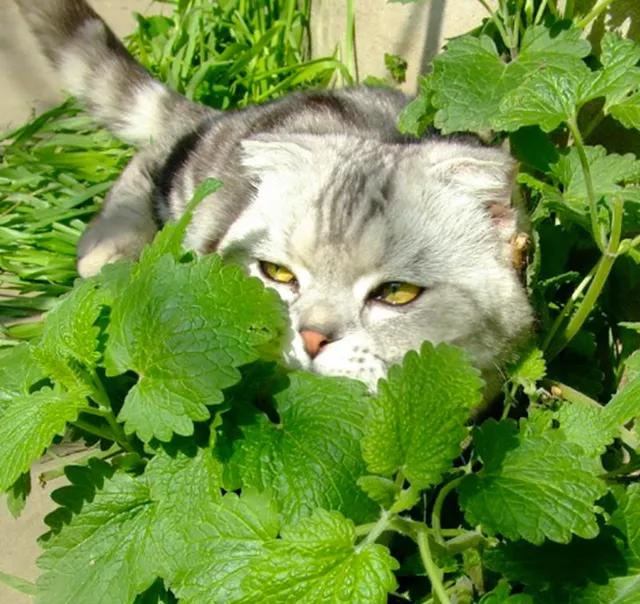 猫薄荷是人吃的荆芥吗（猫薄荷是人吃的荆芥吗图片）-第6张图片-昕阳网