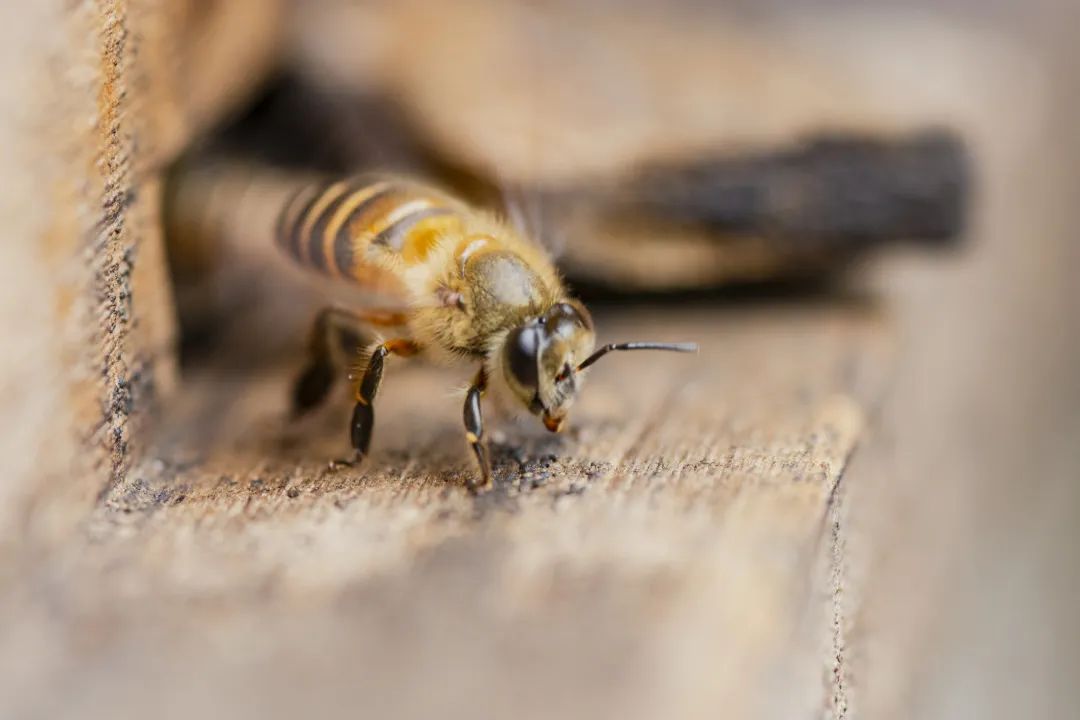 明天是世界蜜蜂日，为什么说它们是食物丰收的“幕后功臣”？
