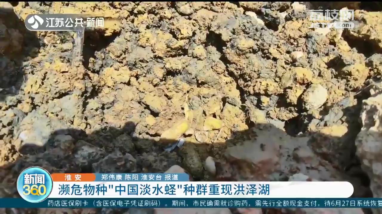 濒危物种“中国淡水蛏”种群重现洪泽湖