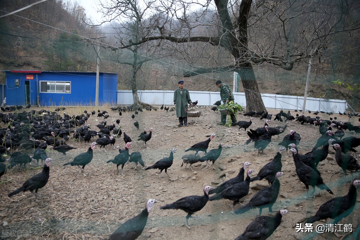 锦鸡养殖,锦鸡养殖需要什么条件