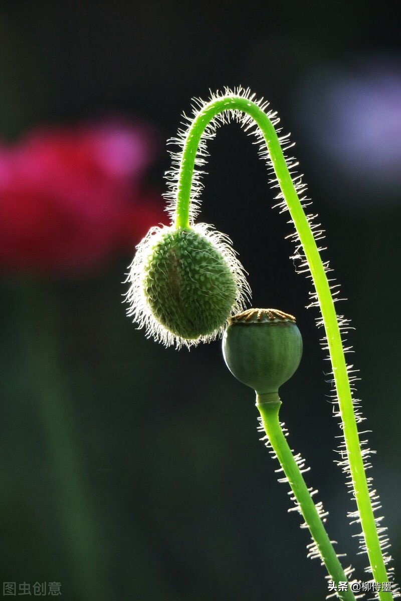 花草照片的高级感，4个方法拍出来，手机摄影有捷径