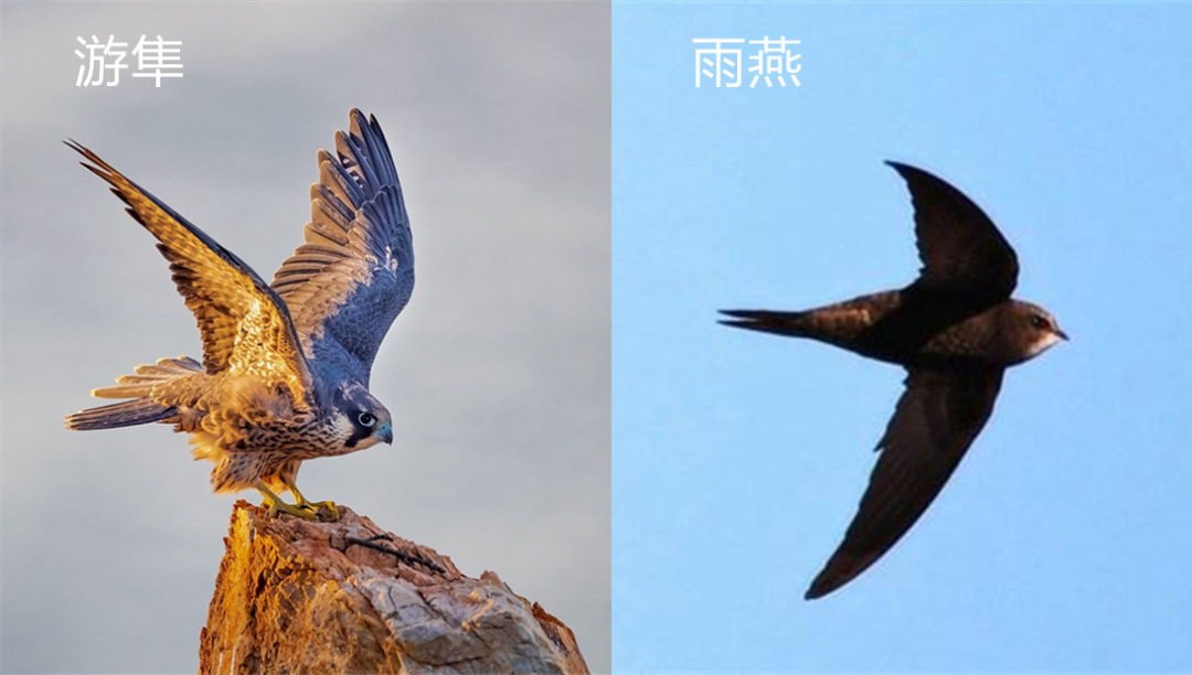 "无脚鸟"雨燕,一生边飞边睡,落地等于死亡,它如何繁衍后代?