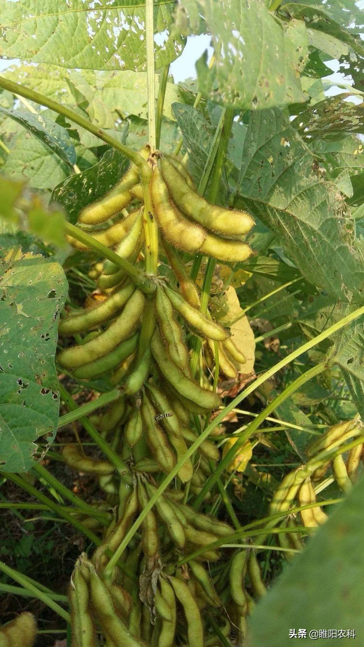 高产大豆新品种(这几个高产大豆新品种抗病抗倒产量高)-72情怀网
