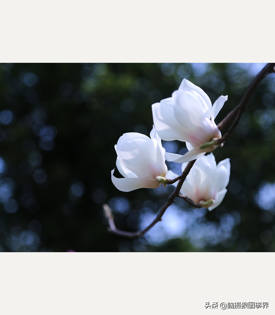 玉蘭花圖片,玉蘭花圖片大全大圖