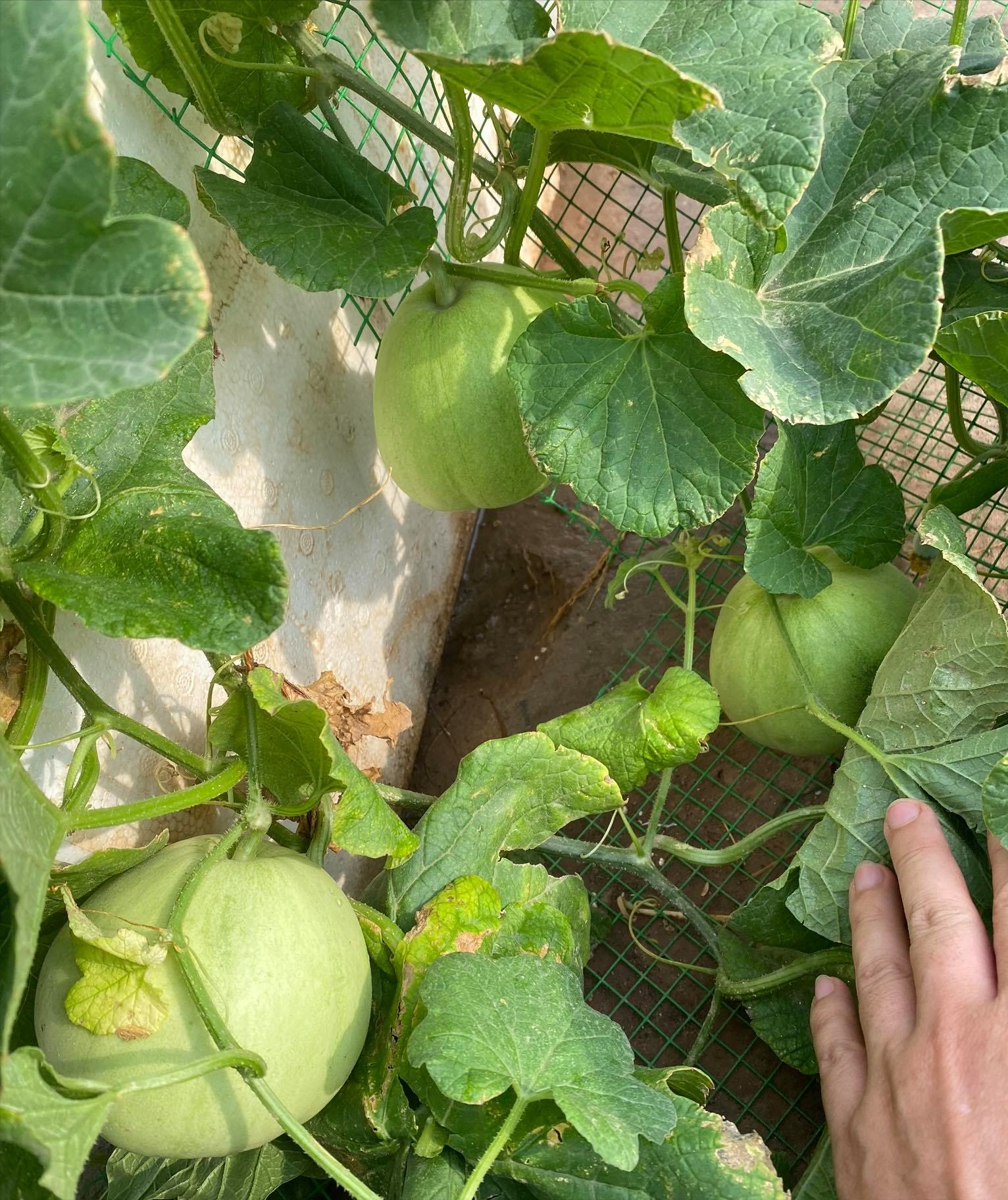 女厂长利用100平方米露台，投资3000块钱，种植了各种干净蔬菜