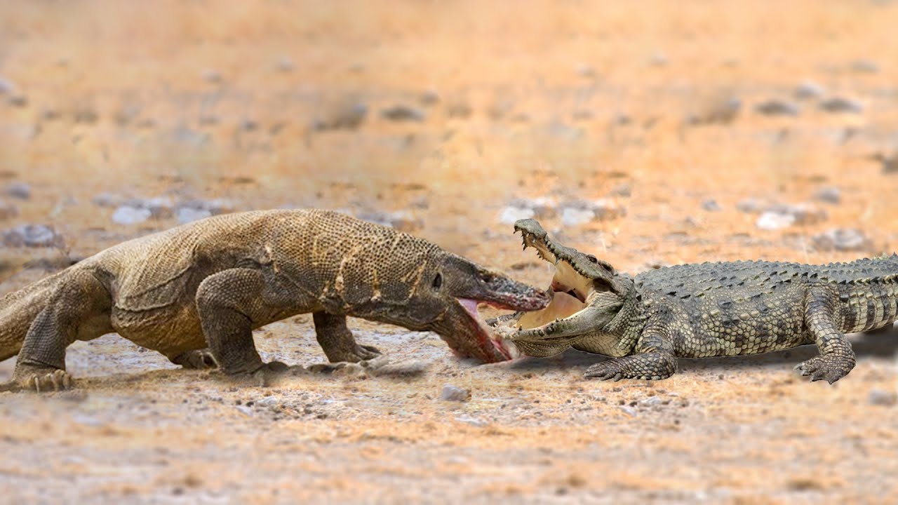 湾鳄vs科莫多巨蜥，谁才是地表最强爬行动物呢？