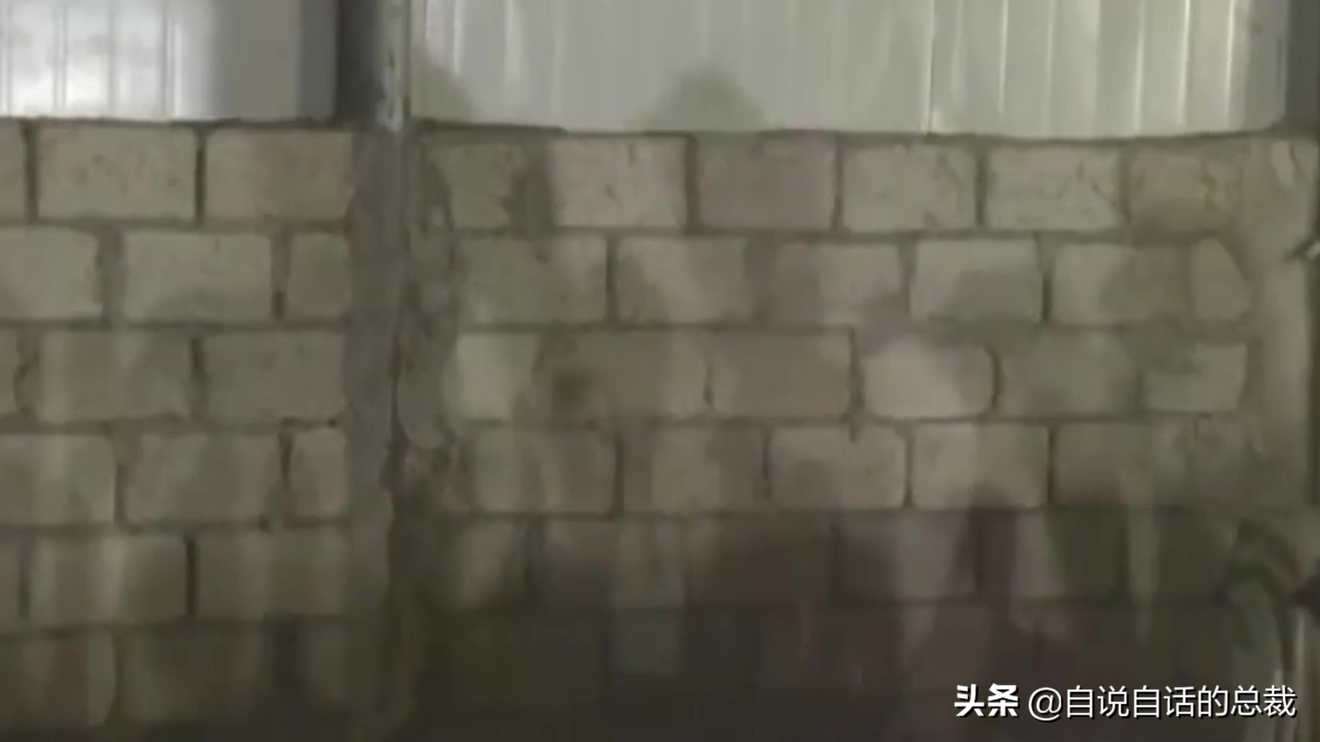 为什么动物都怕鹅？有鹅的地方没有蛇？大鹅的真实面貌超出你想象