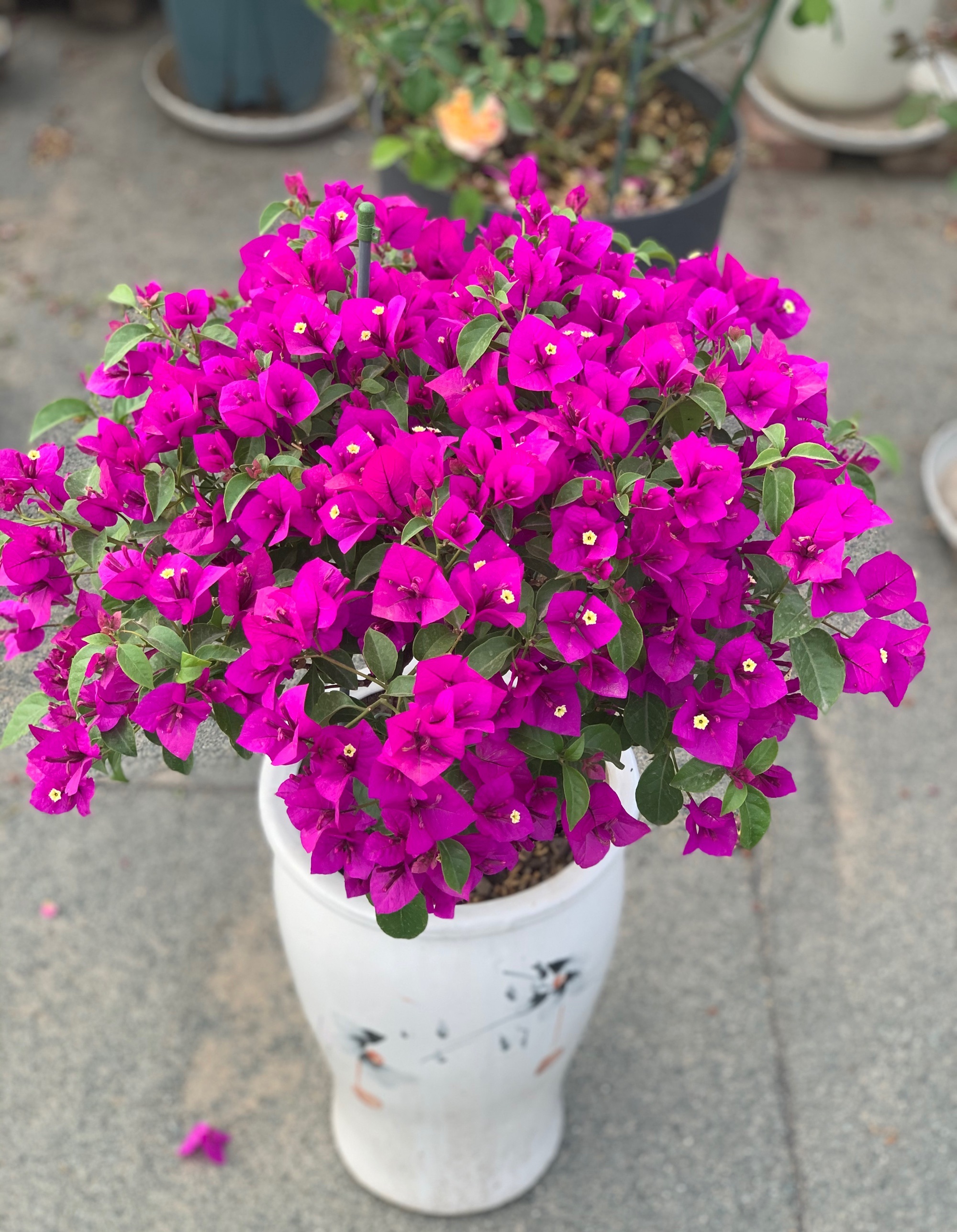 云南哪个地方最容易下雪(北方养三角梅,就选"云南紫",耐寒性不错,皮实