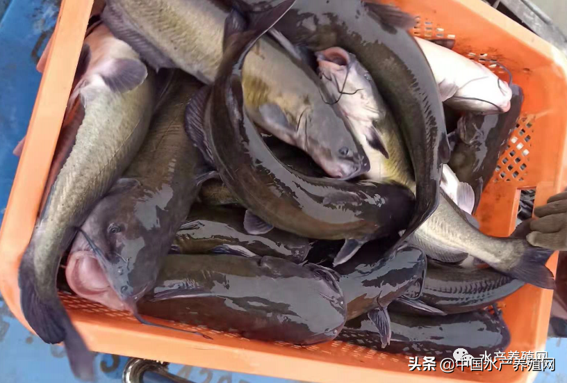 大黑鱼涨7毛，鳜鱼标鱼涨到42元！鮰鱼止跌回稳，黄颡鱼继续跌