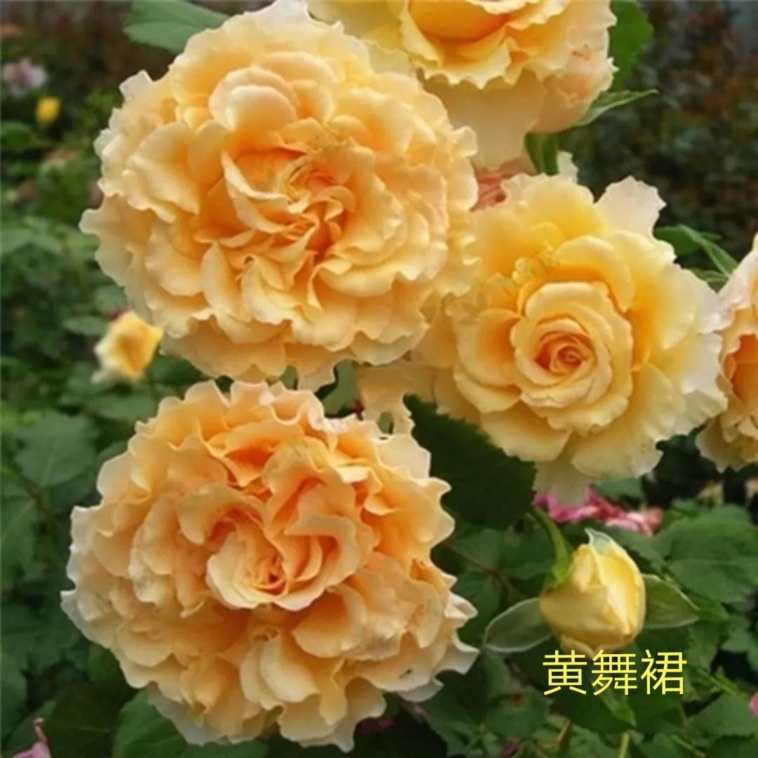 梦幻花园月季图片(常见切花月季一览表大全)