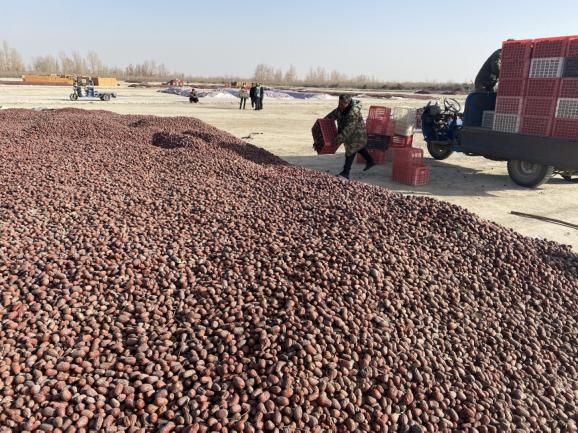 捡枣、筛选、拉运，一包和田玉枣背后的故事