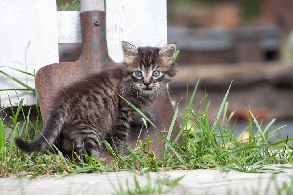小猫经常流泪？菲尔顿：跟伤不伤心无关