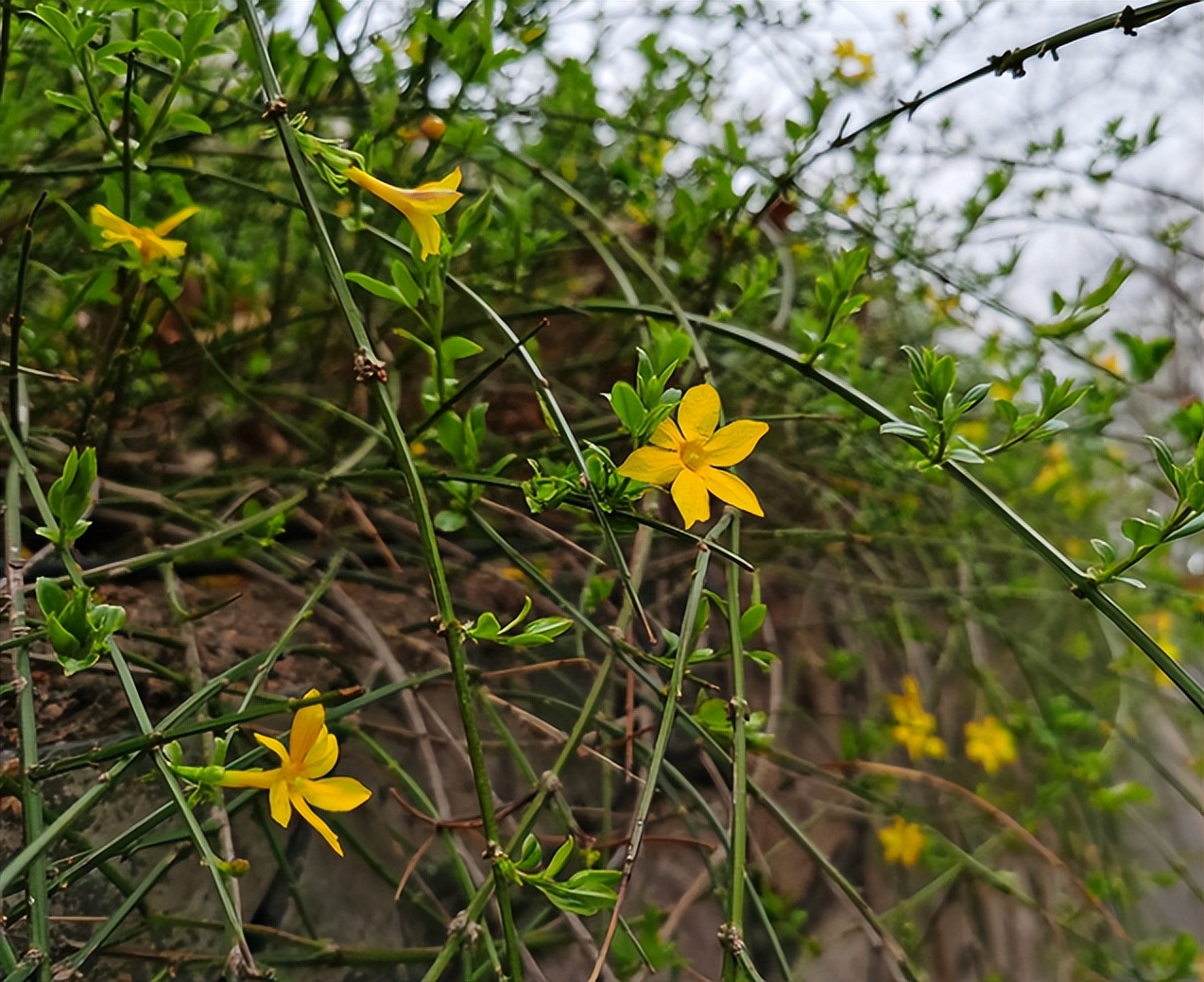 院子养棵迎春花，适应能力强，开花好看