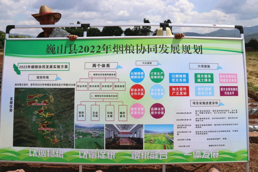 “农民院士”朱有勇在大理打造“烟+青贮玉米”套种示范基地