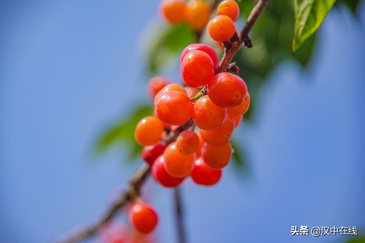 西鄉(xiāng)櫻桃香又甜