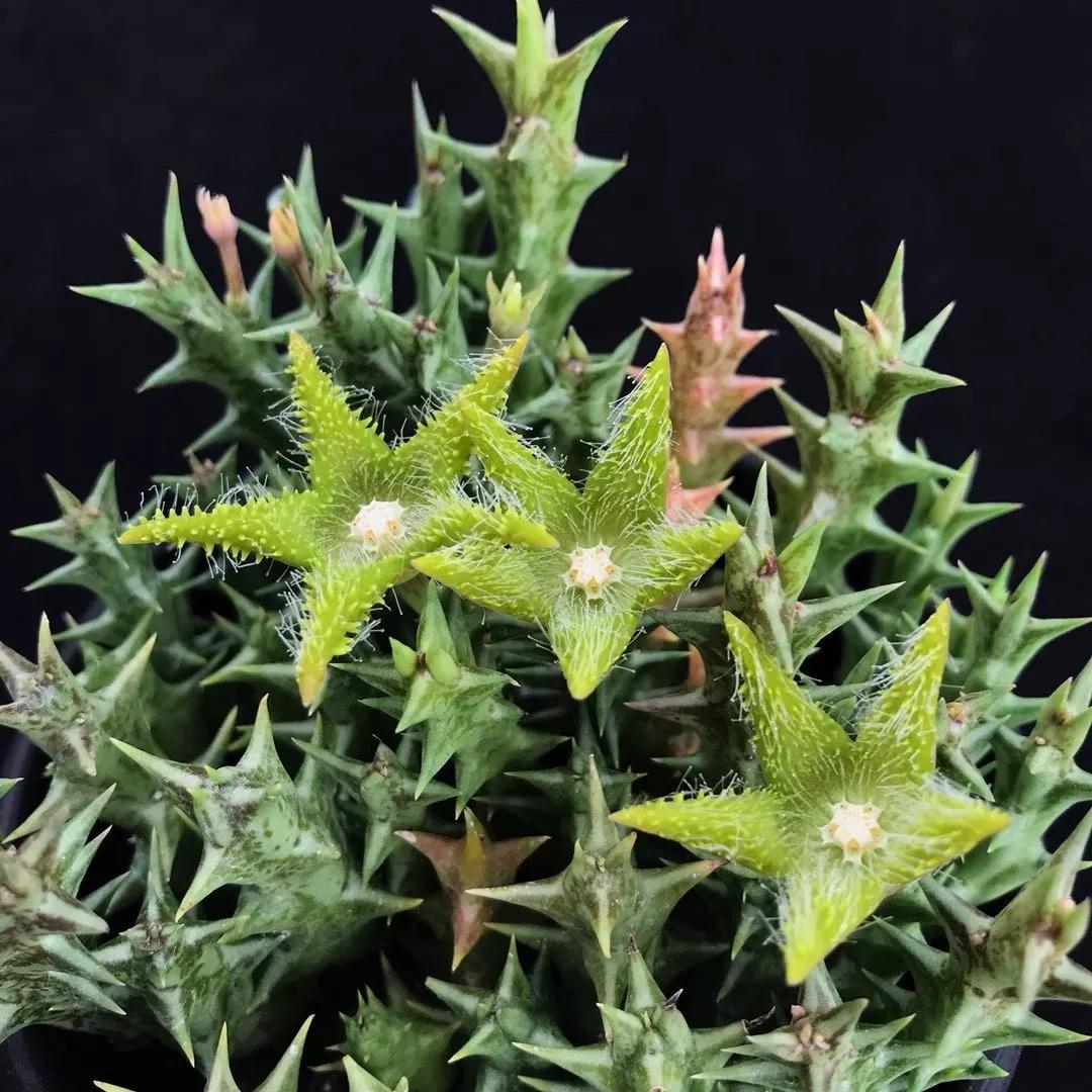 多肉品种大全图片名字(100种罕见多肉图鉴详细介绍)