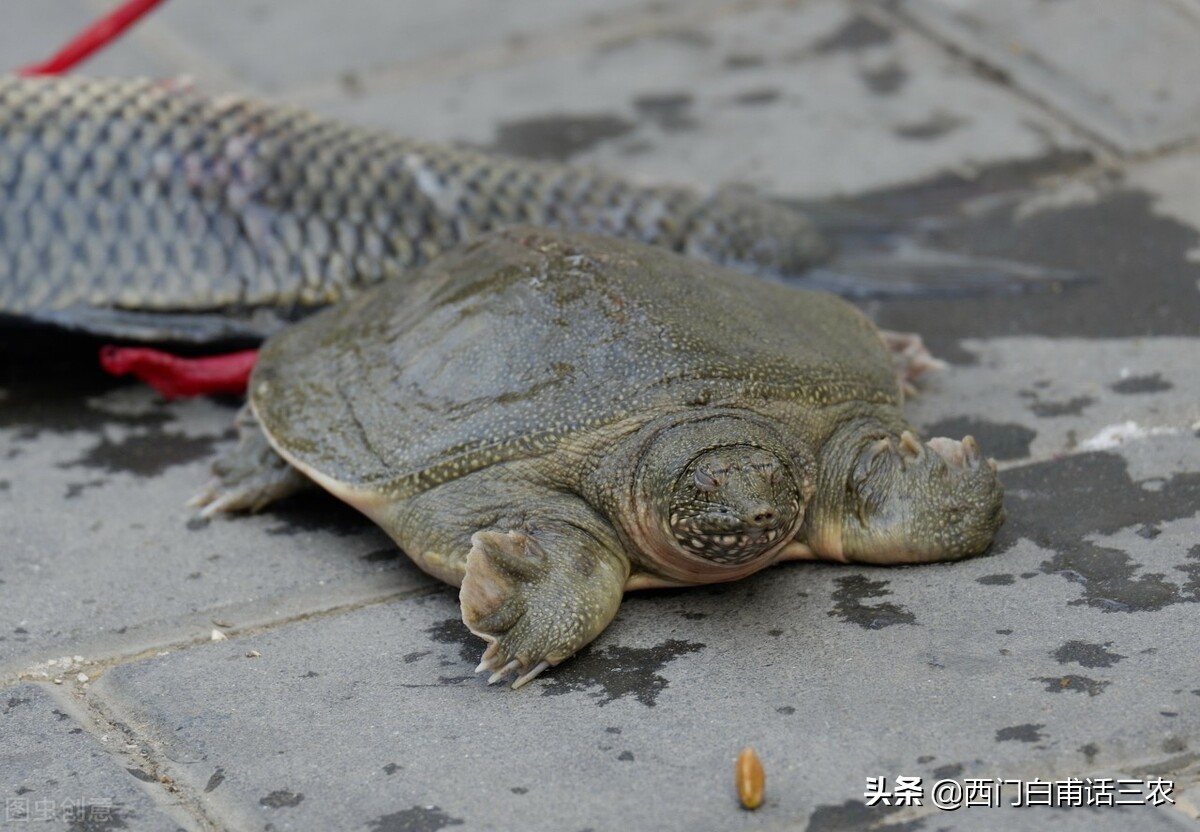 王八,乌龟,甲鱼,鳖,它们到底是几种动物?看完你就明白