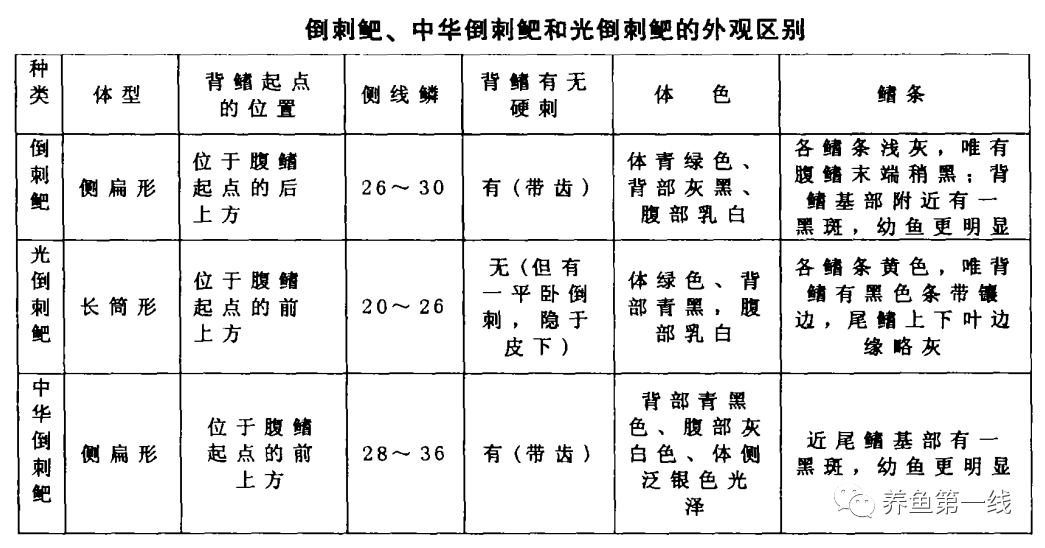 鲻鱼区别图片