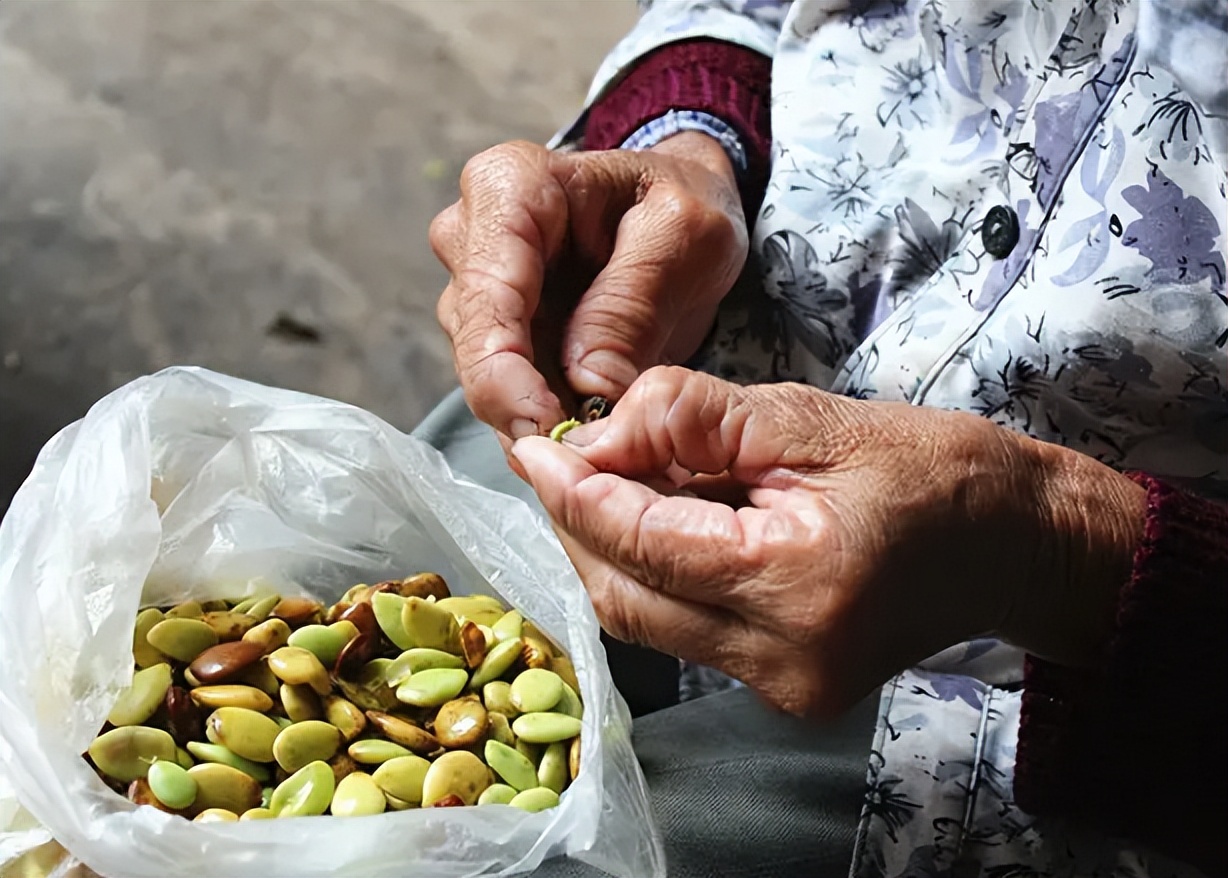 这样的话,往往一大袋的皂荚,剥出来以后只能得到一小袋的皂角米.