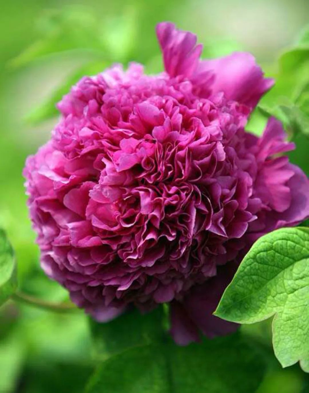 洛阳最全牡丹品种介绍,送给正在赏牡丹的你