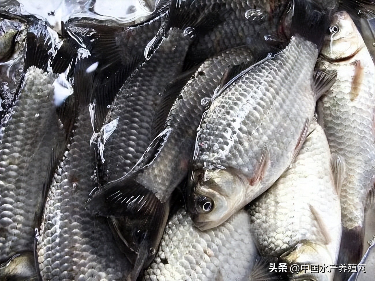 今日广东鳜鱼塘口价「今日鳜鱼全国塘口价格」