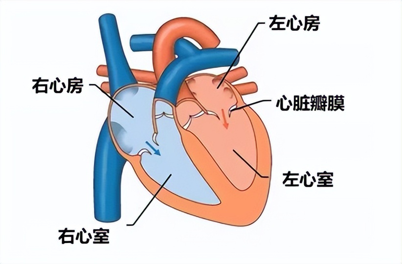 心房心室图四格图片