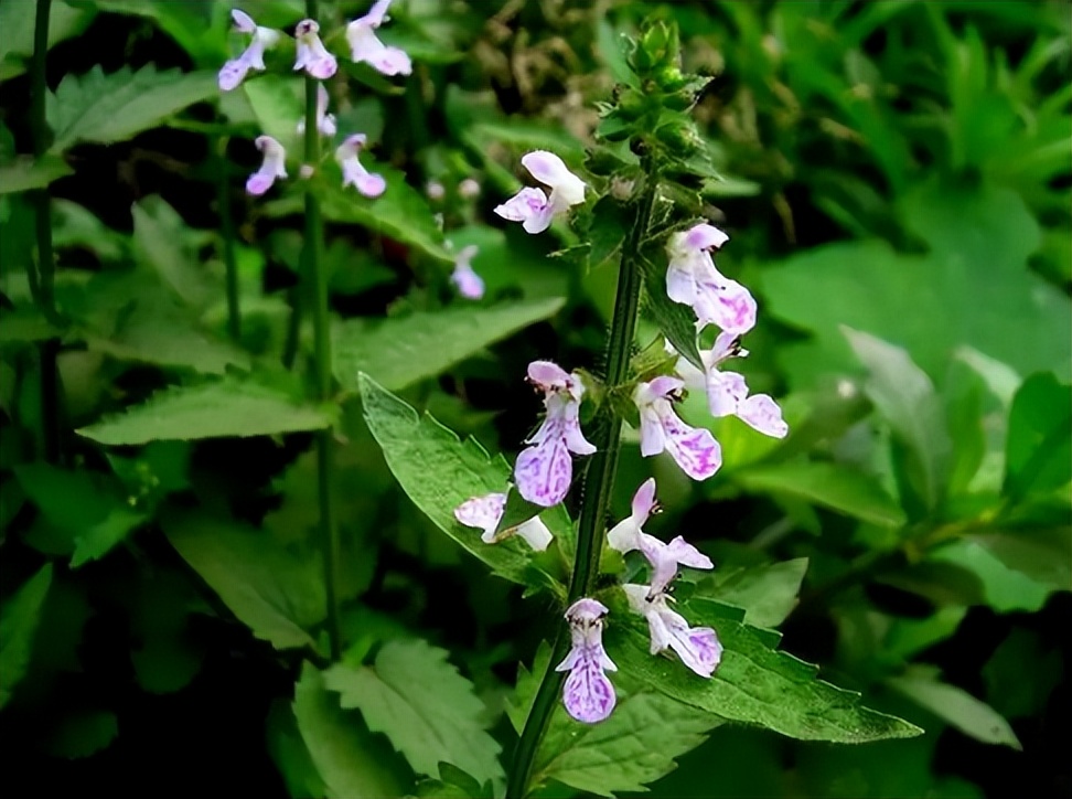 名字高大上的"宝塔菜",在农村十分常见,腌制后会让人胃口大开