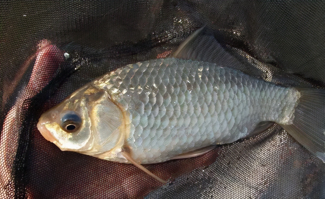 弄明白不同的魚泡代表什么意義，水面下有什么魚，一目了然