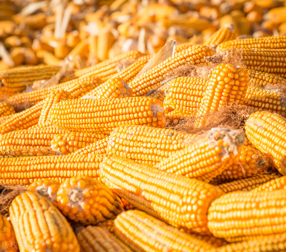 12月21日 河南基层粮点玉米价格：跌不停！