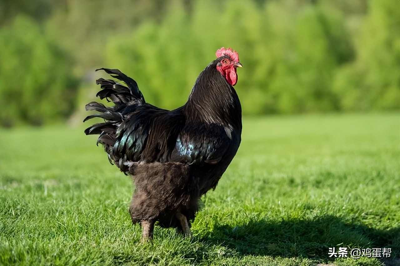 黑腿鸡多少钱一斤价格今日，黑腿鸡多少钱一斤2022