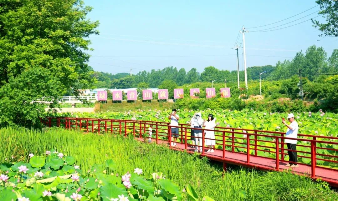 光山县：荷花悄然绽放 迎来最美夏季