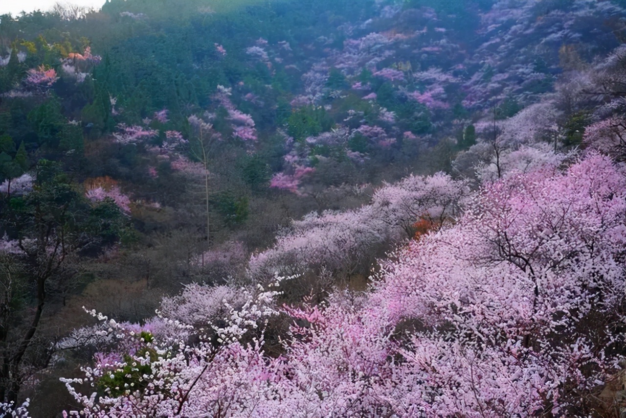 河南这3个山峦起伏的美景里，有3月最美的花，迎来了最美的色彩