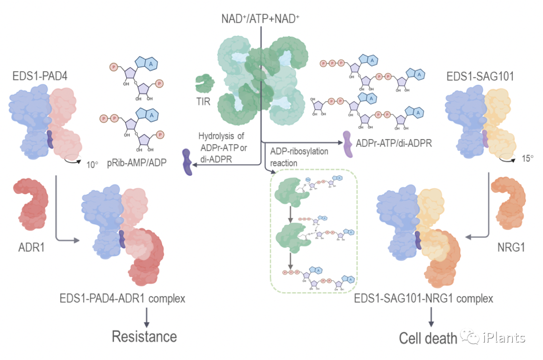 揭示了植物两种新型抗病信使及其作用机制，植物抗病领域重大突破