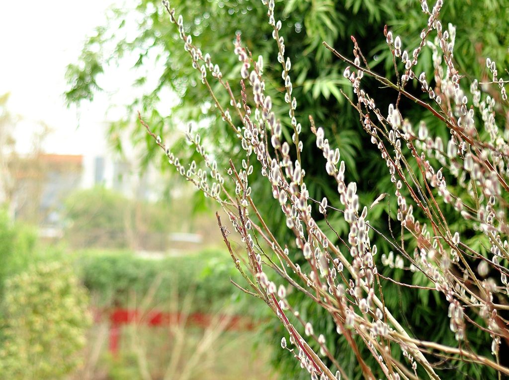 棉花柳怎么养(三种花已被拉入养殖黑名单)