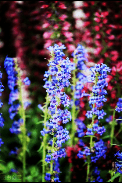 一花一世界，金牛辞旧迎虎来，鲜花带“虎”送祝福，新年幸福满满