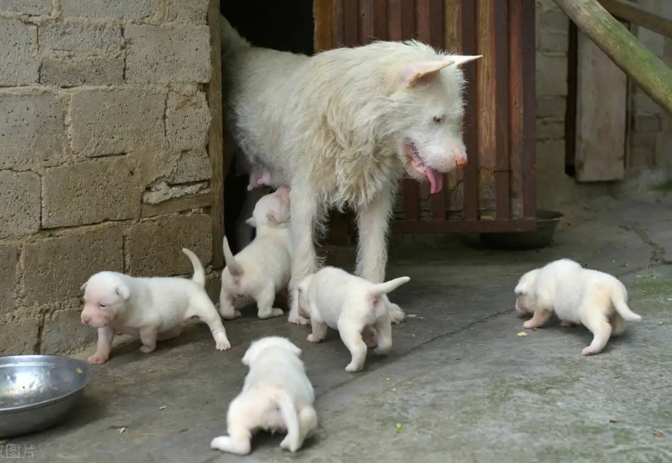 十大适合家养的大型犬（适合家养的大型犬）-第3张图片-昕阳网