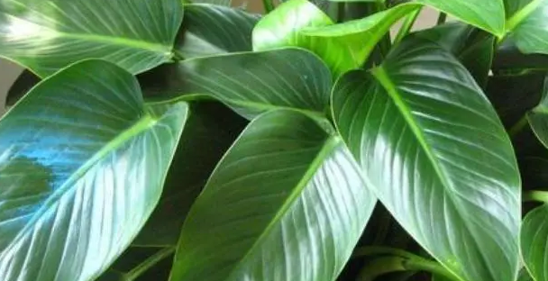 及时修剪,保证效果绿钻生长过程中要及时修剪,剪去生长不良或影响观赏